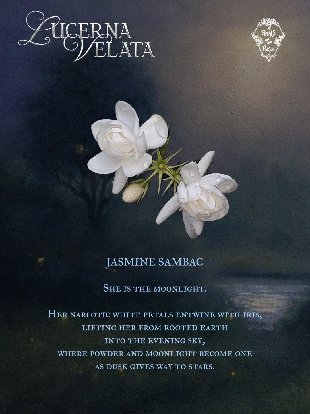 LUCERNA VELATA - BLACK LABEL