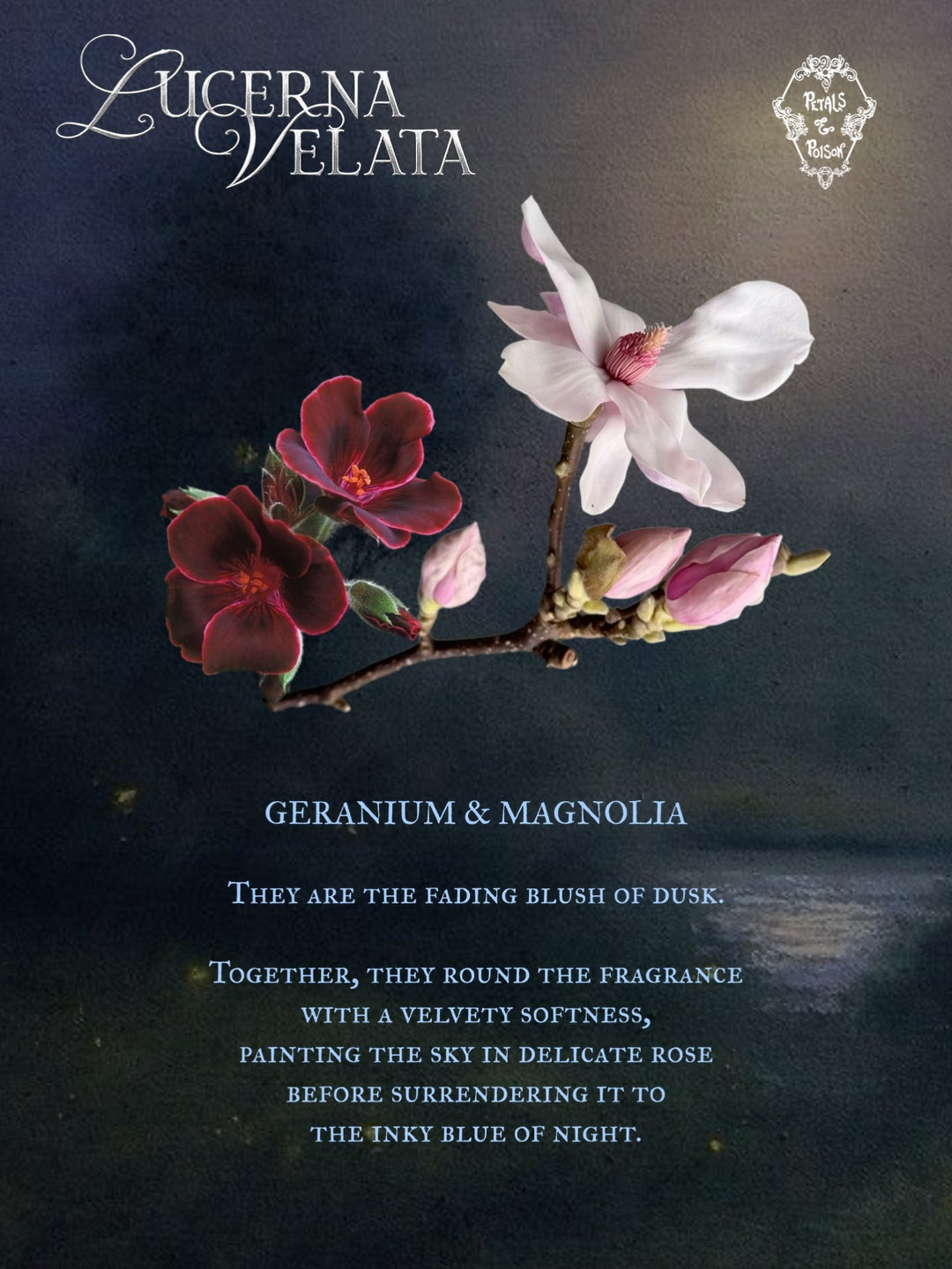LUCERNA VELATA - BLACK LABEL
