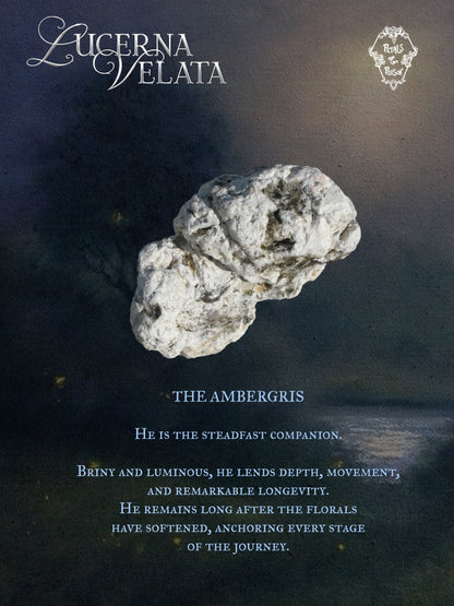 LUCERNA VELATA - BLACK LABEL