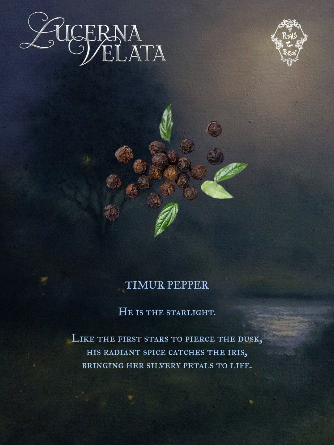 LUCERNA VELATA - BLACK LABEL
