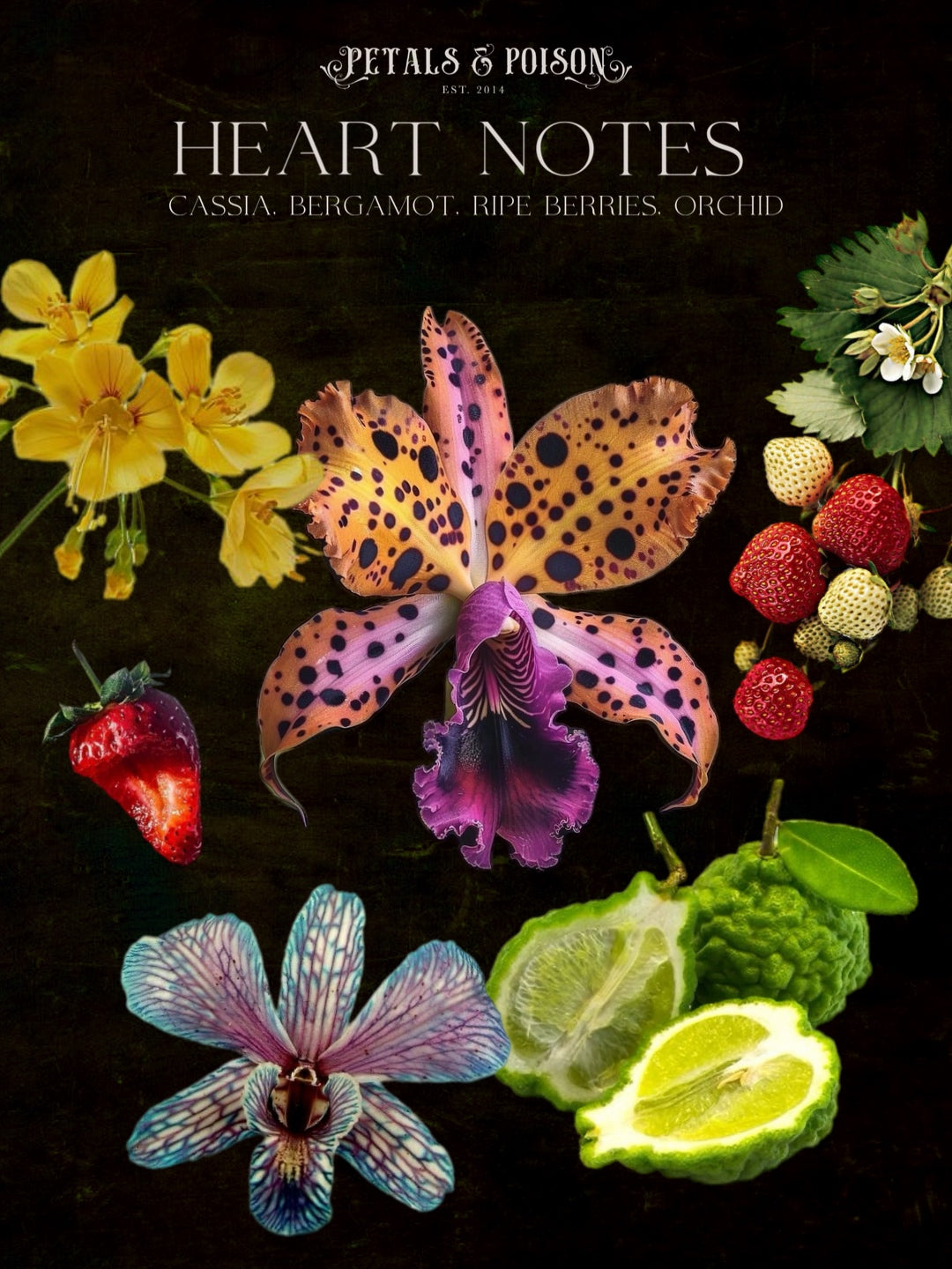 “Purgatory Gardens” 50ml Spray Perfume
