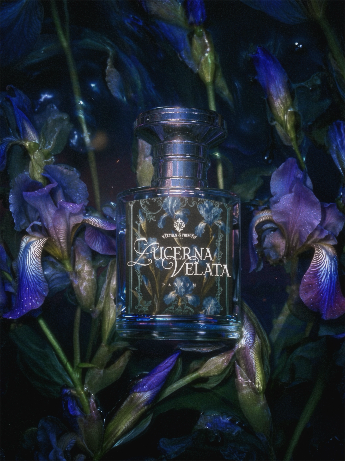LUCERNA VELATA - BLACK LABEL